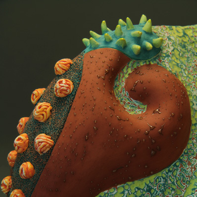 Aurlia gouthroii Flexuosa detail