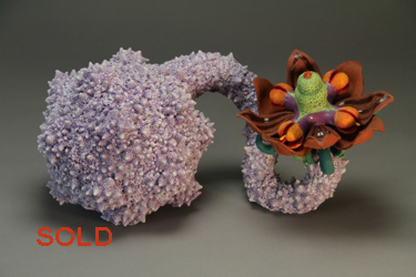 Aurlia gouthroii Barnacles 2