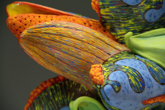 Aurlia gouthroii Erodium detail