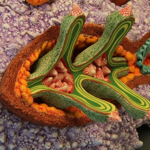 Aurlia gouthroii Multifidus detail