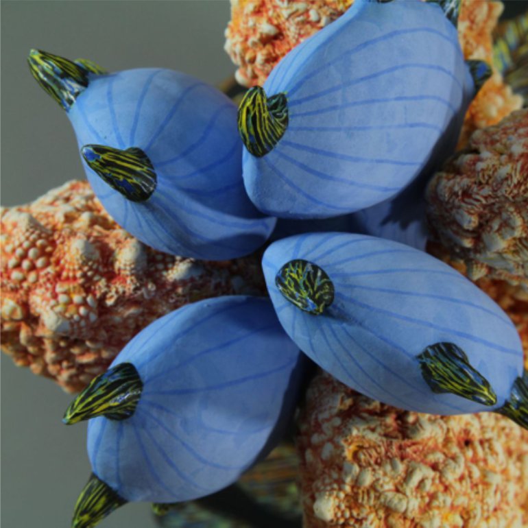 Aurlia gouthroii Raphanus detail